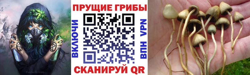 Галлюциногенные грибы GOLDEN TEACHER Асбест